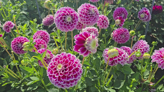Jowey Paradise Dahlia