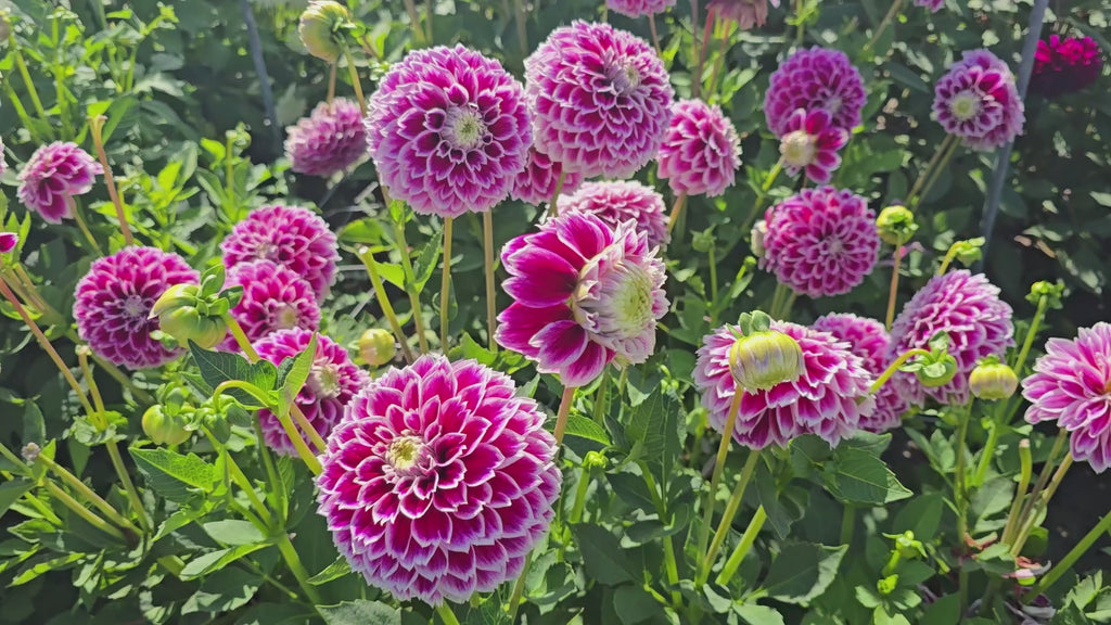 Jowey Paradise Dahlia