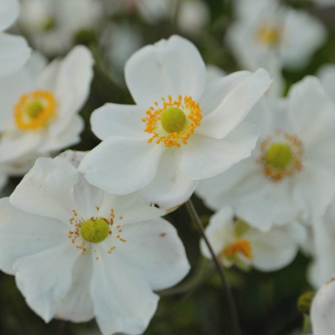 Buy Serenade Japanese Anemone | Breck's