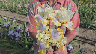 Just My Imagination Bearded Iris 16:9