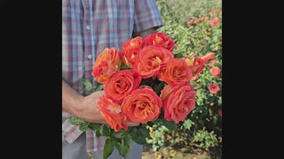 Burst of Joy™  Floribunda Rose 16:9