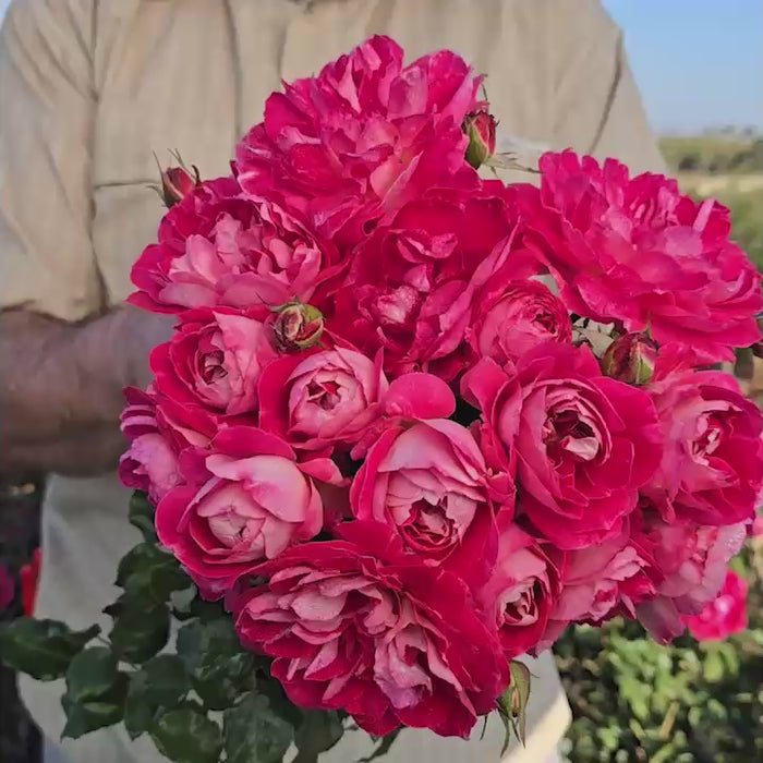 Easy Choice Shrub Rose – Breck's