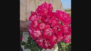 Easy Choice Shrub Rose 16:9