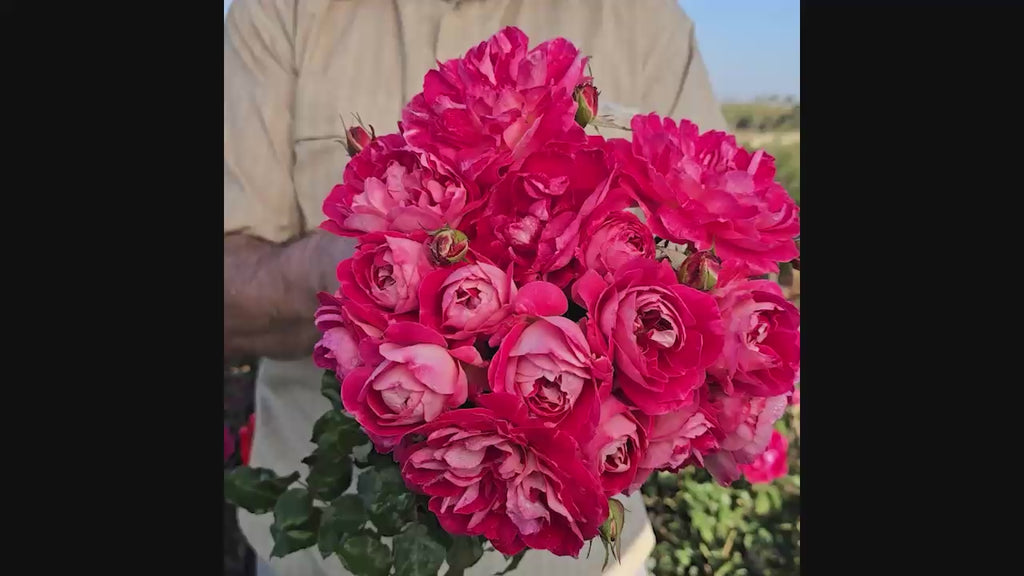 Easy Choice Shrub Rose 16:9