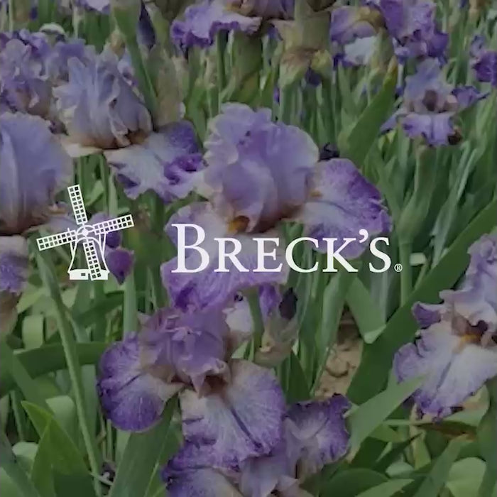Buy Twist of Sheree Reblooming Bearded Iris | Breck's