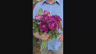 Cosmic Clouds™  Shrub Rose