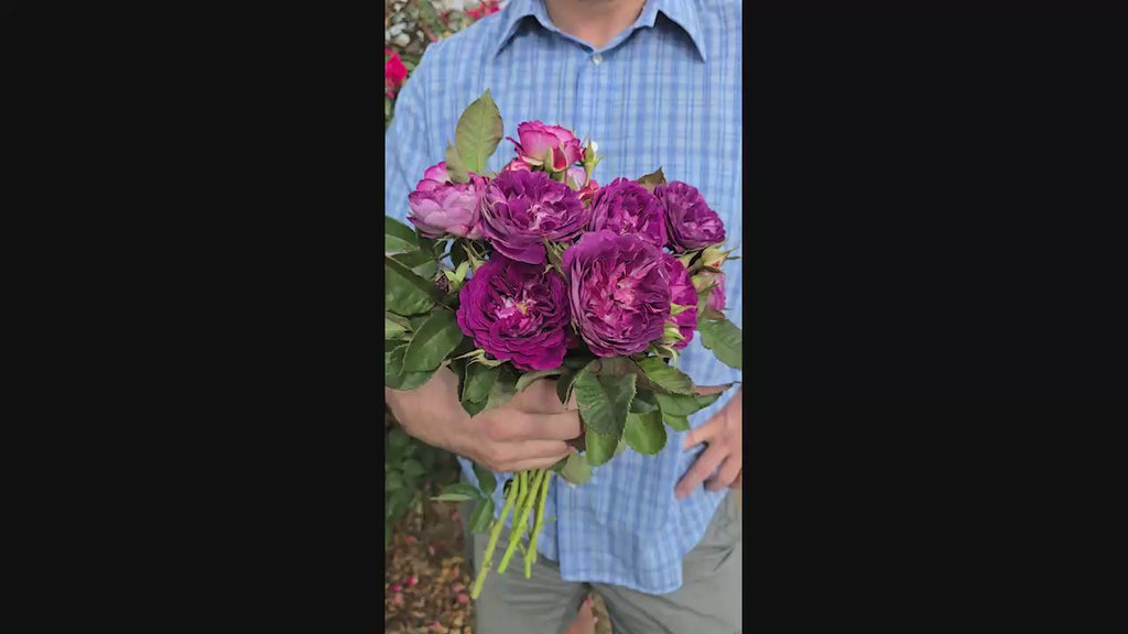 Cosmic Clouds™  Shrub Rose