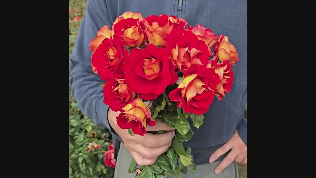 Ketchup & Mustard Rose 16:9