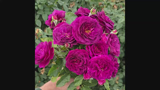 Ebb Tide Floribunda Rose 16:9