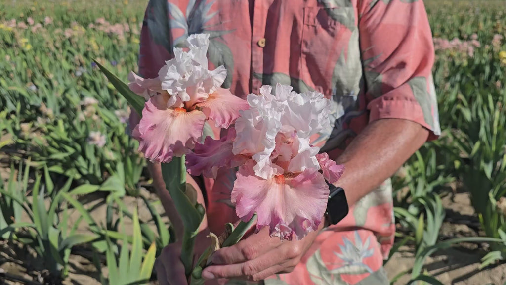 Quiet Grace Bearded Iris 16:9
