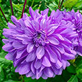 Bluetiful Dahlia