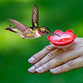 Hummingbird Ring