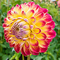 Jowey Arenda Dahlia