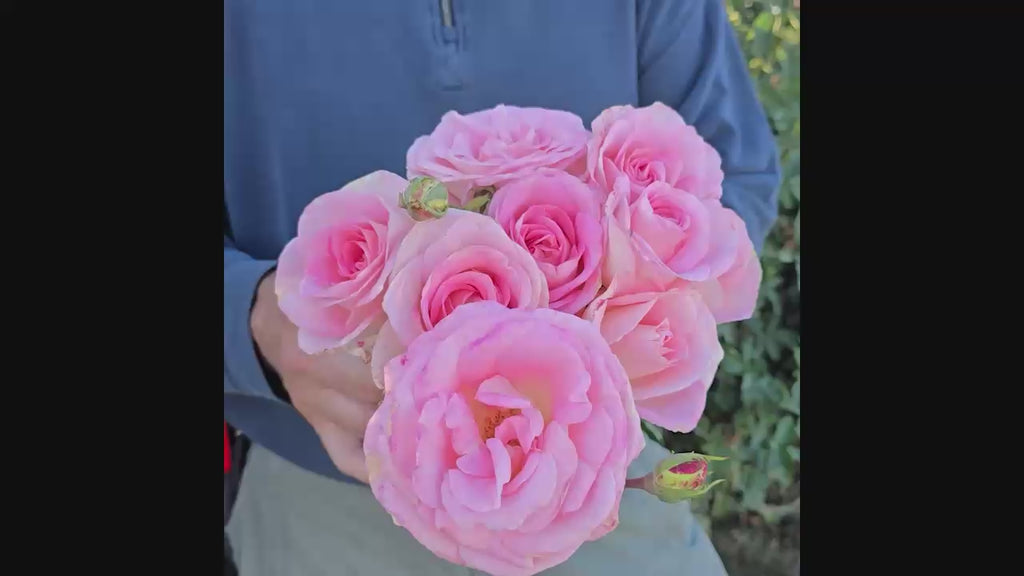 Falling in Love™ Hybrid Tea Rose 16:9