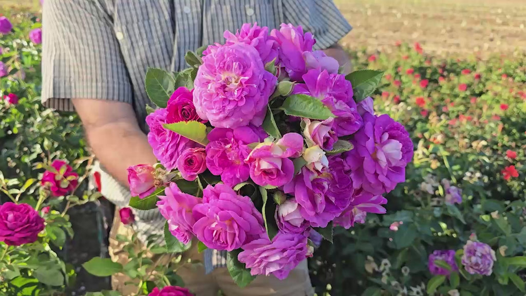 Arctic Blue™  Floribunda Rose