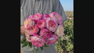 Living The Dream Grandiflora Rose 16:9