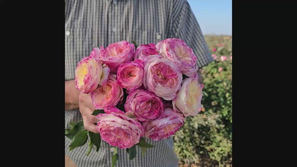 Living The Dream Grandiflora Rose 16:9