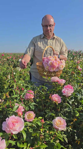 Matrimony Hybrid Tea Rose 16:9
