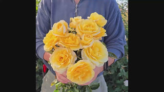 Quest for Zest Grandiflora Rose 16:9