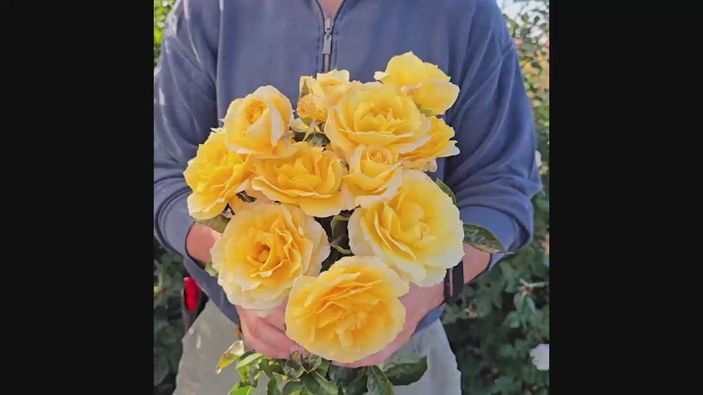Quest for Zest Grandiflora Rose 16:9