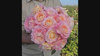 Matrimony Hybrid Tea Rose 16:9