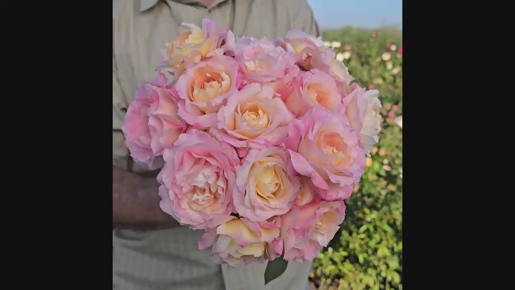 Matrimony Hybrid Tea Rose 16:9