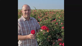 Ketchup & Mustard Rose 16:9