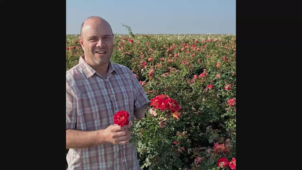 Ketchup & Mustard Rose 16:9