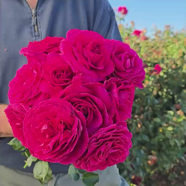 Nothing But Class™ Hybrid Tea Rose | Sun Lovers | Breck’s
