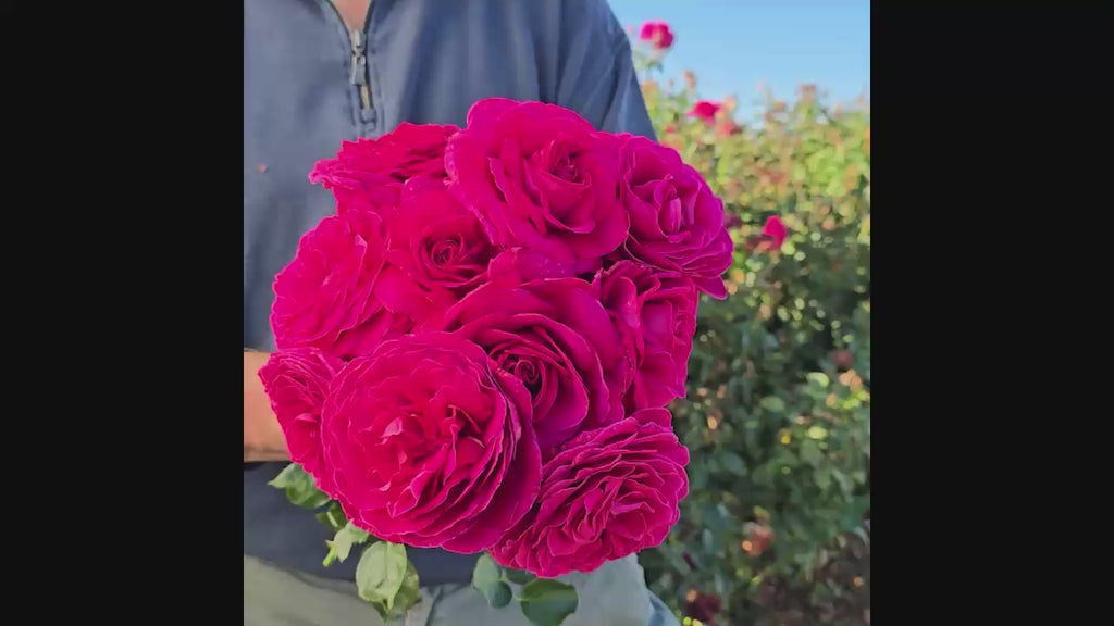 Nothing But Class™ Hybrid Tea Rose 16:9