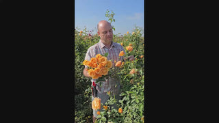 Golden Opportunity™ Climbing Rose