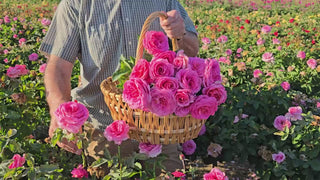 Time After Time Floribunda Rose