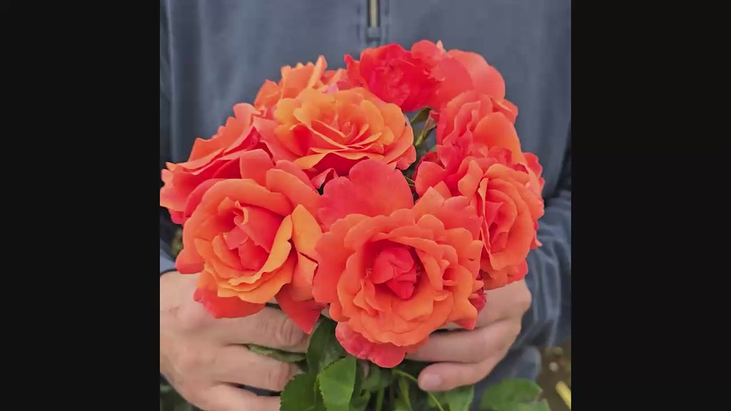 Easy Does It® Floribunda Rose 16:9
