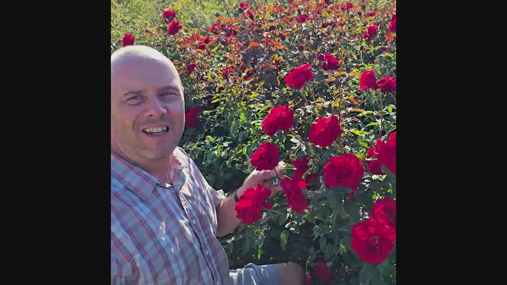 Oh My!® Floribunda Rose 16:9