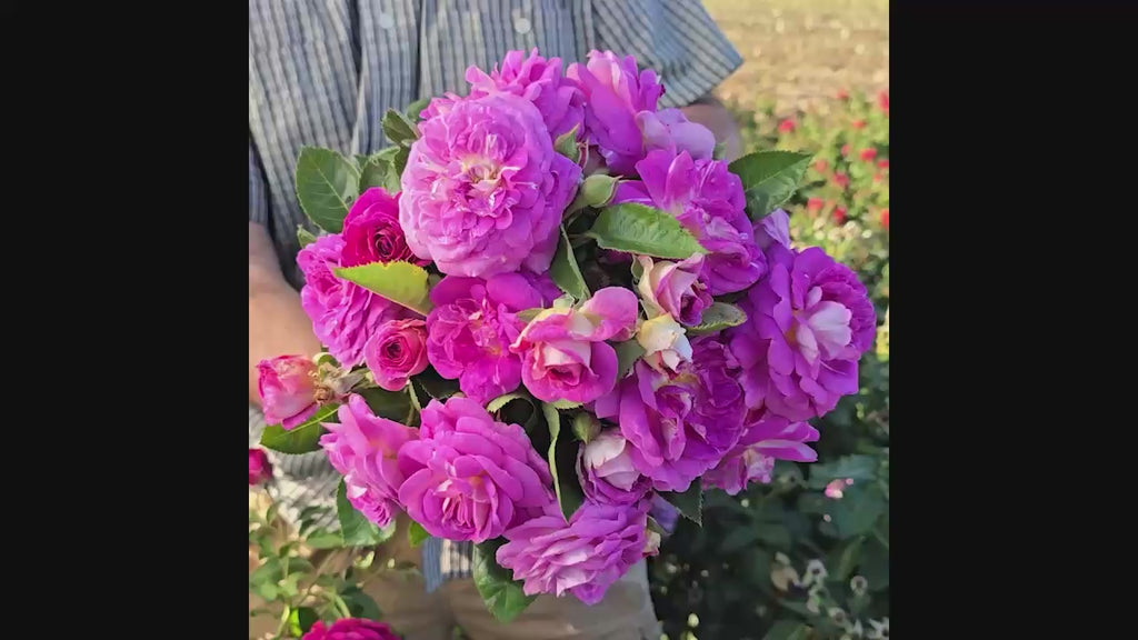 Arctic Blue™  Floribunda Rose 16:9