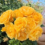 Julia Child Tree Rose 16:9