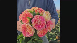 Pop Art™  Grandiflora Rose 16:9