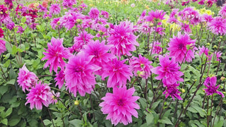 Babylon Lilac Dahlia