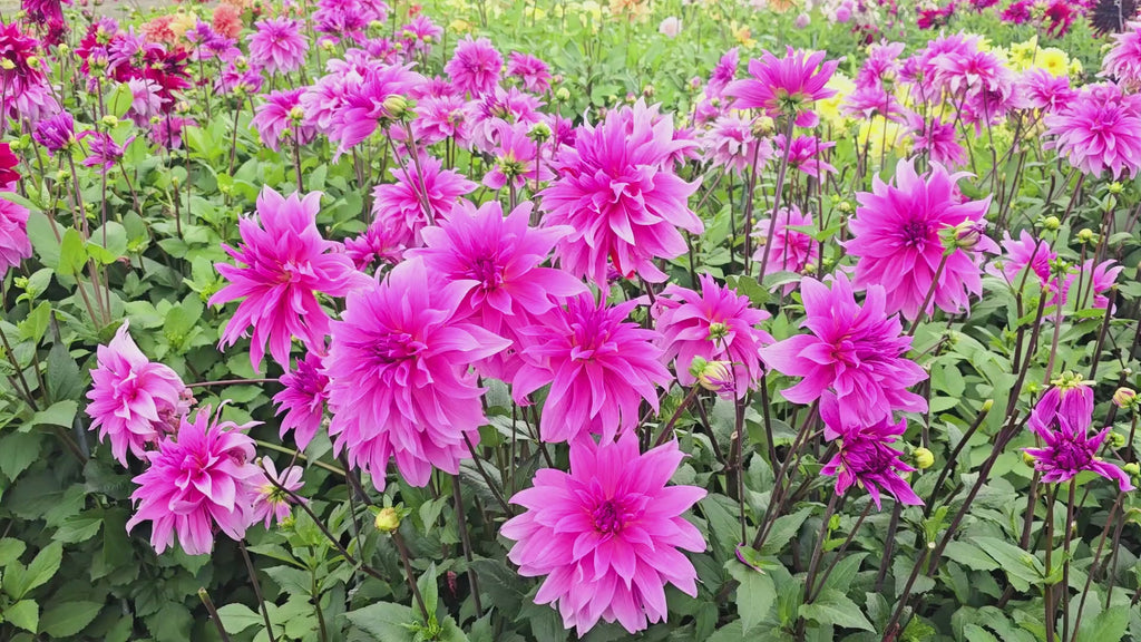 Babylon Lilac Dahlia
