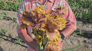 Candied Ginger Bearded Iris 16:9