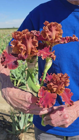 Chestnuts Roasting Bearded Iris