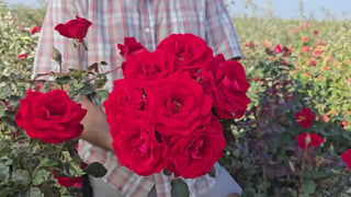 Life of the Party™ 36" Tree Rose