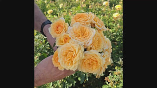 Edith's Darling® Shrub Rose 16:9