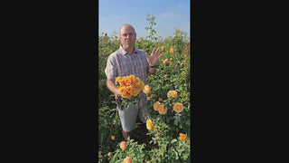 Golden Opportunity™ Climbing Rose