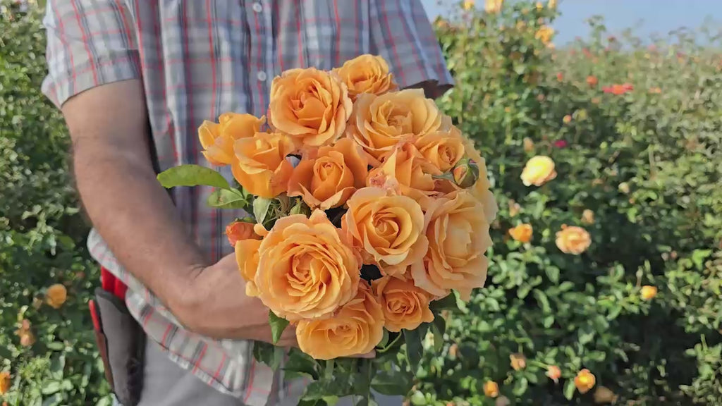 Golden Opportunity™ Climbing Rose