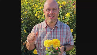 Sparkle & Shine™  Rose 16:9