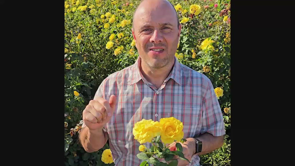 Sparkle & Shine™  Rose 16:9