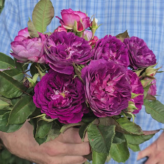 Cosmic Clouds Shrub Rose