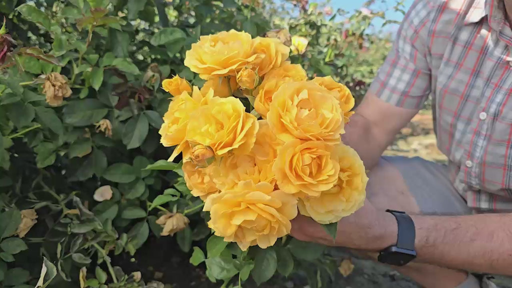Julia Child Tree Rose