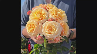 Morning Glow™ Floribunda Rose 16:9